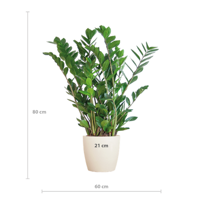 Zamioculcas Zamiifolia met Viber wit - 80cm - Ø21