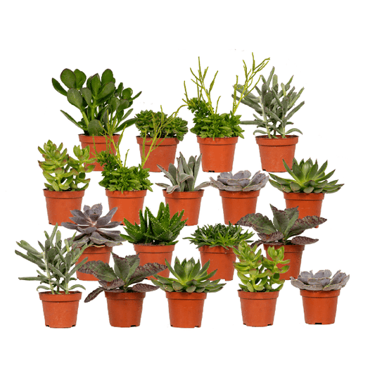 Succulenten Mix - 18 stuks - 10 cm - Ø8,5