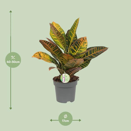 Codiaeum Petra - Croton - Ø17cm - ↕45cm