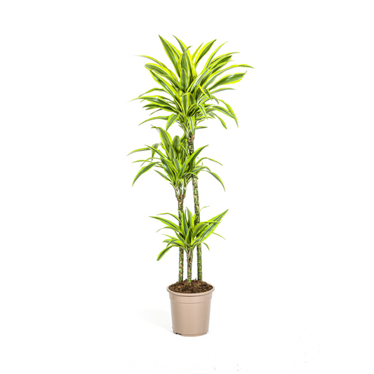 Dracaena Deremensis Lemon Lime Ø24cm - ↕140cm