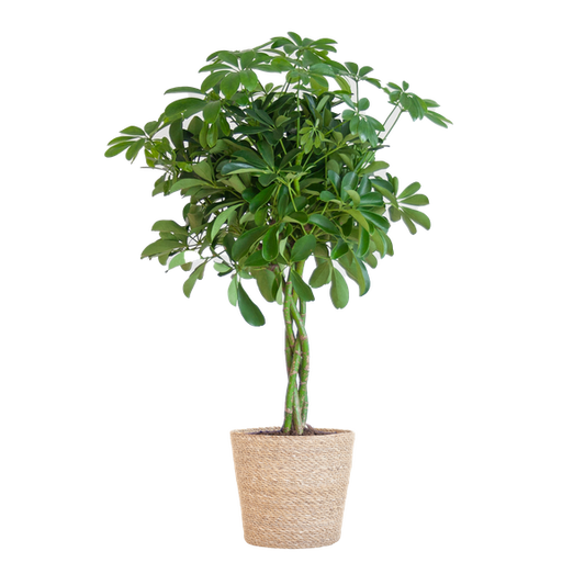 Schefflera Arab Nora met Mand Sofia naturel  - 70cm - Ø21