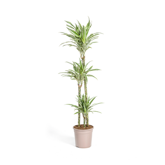 Dracaena Deremensis White Stripe Ø24cm - ↕140cm